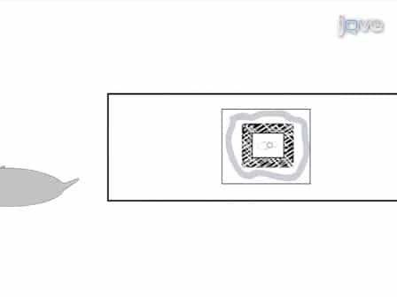 Live-cell Imaging of Sensory Organ Precursor Cells in Intact Drosophila Pupae