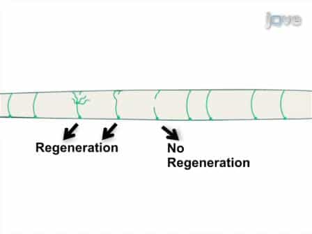 In vivo Laser Axotomy in C. elegans