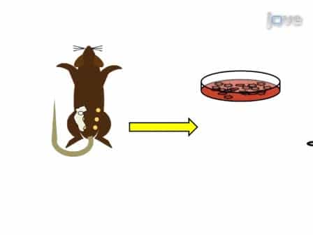 Mammary Transplantation of Stromal Cells and Carcinoma Cells in C57BL/6J Mice