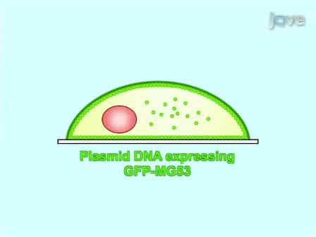 Visualization of MG53-mediated Cell Membrane Repair Using in vivo and in vitro Systems