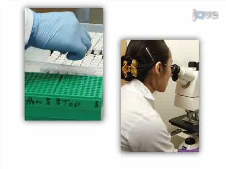 Methods to Assess Beta Cell Death Mediated by Cytotoxic T Lymphocytes