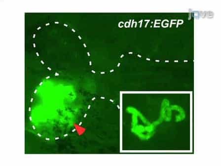 Transplantation of Cells Directly into the Kidney of Adult Zebrafish