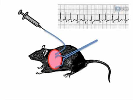 Methods for ECG Evaluation of Indicators of Cardiac Risk, and Susceptibility to Aconitine-induced Arrhythmias in Rats Following Status Epilepticus