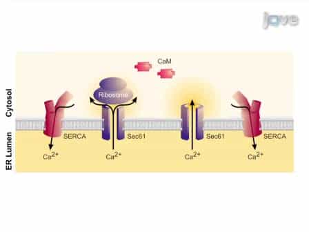 Live Cell Calcium Imaging Combined with siRNA Mediated Gene Silencing Identifies Ca2+ Leak Channels in the ER Membrane and their Regulatory Mechanisms