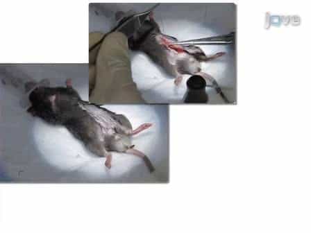 Electrolytic Inferior Vena Cava Model EIM of Venous Thrombosis