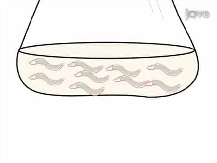 High-throughput Screening and Biosensing with Fluorescent C. elegans Strains