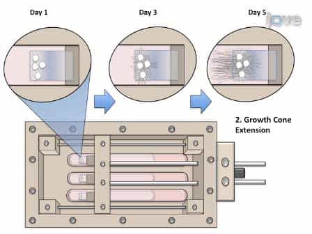 Axon Stretch Growth: The Mechanotransduction of Neuronal Growth