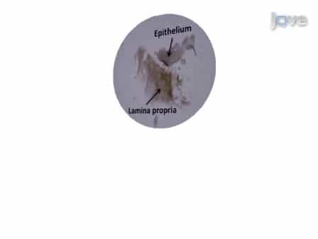 Isolating Nasal Olfactory Stem Cells from Rodents or Humans
