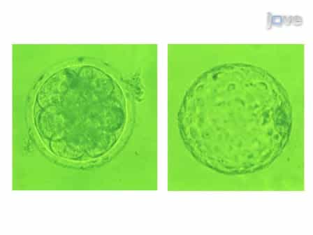 Cryopreservation of Preimplantation Embryos of Cattle, Sheep, and Goats