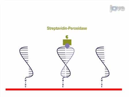 Multiplex PCR and Reverse Line Blot Hybridization Assay mPCR/RLB