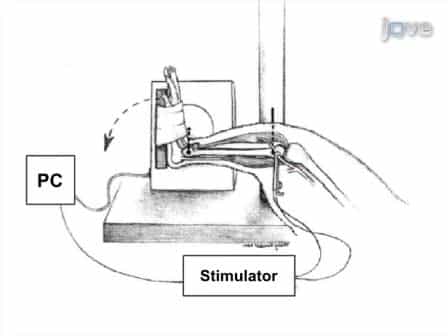 An in vivo Rodent Model of Contraction-induced Injury and Non-invasive Monitoring of Recovery
