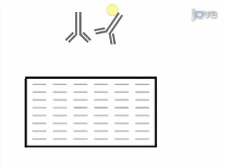 Quantitative Analyses of all Influenza Type A Viral Hemagglutinins and Neuraminidases using Universal Antibodies in Simple Slot Blot Assays