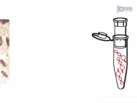 In vitro Reconstitution of the Active T. castaneum Telomerase