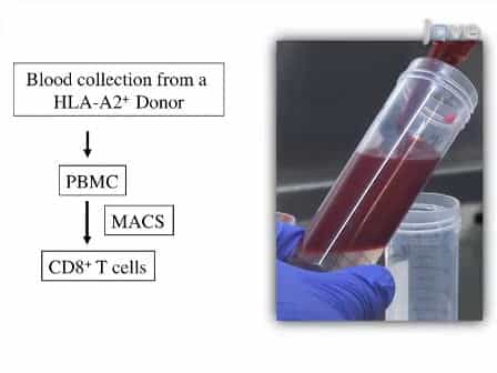 HLA-Ig Based Artificial Antigen Presenting Cells for Efficient ex vivo Expansion of Human CTL