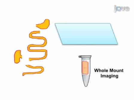 Visualization of the Interstitial Cells of Cajal ICC Network in Mice