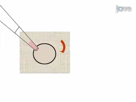 Alginate Hydrogels for Three-Dimensional Organ Culture of Ovaries and Oviducts