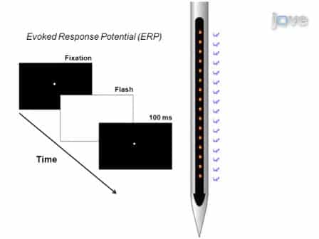 Examining Local Network Processing using Multi-contact Laminar Electrode Recording