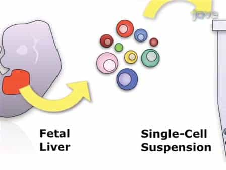 Identification and Analysis of Mouse Erythroid Progenitors using the CD71/TER119 Flow-cytometric Assay