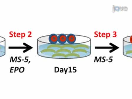 Lentiviral-mediated Knockdown During Ex Vivo Erythropoiesis of Human Hematopoietic Stem Cells