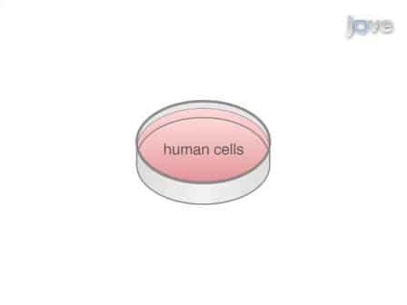 Transduction of Human Cells with Polymer-complexed Ecotropic Lentivirus for Enhanced Biosafety