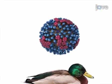 Avian Influenza Surveillance with FTA Cards: Field Methods, Biosafety, and Transportation Issues Solved