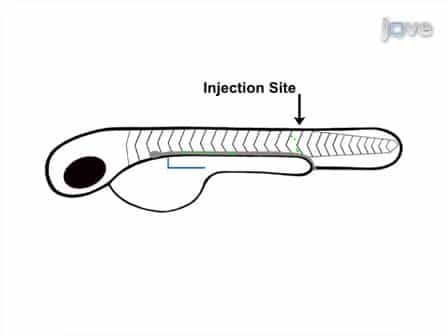 Laser Ablation of the Zebrafish Pronephros to Study Renal Epithelial Regeneration
