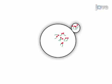 Mouse Oocyte Microinjection, Maturation and Ploidy Assessment