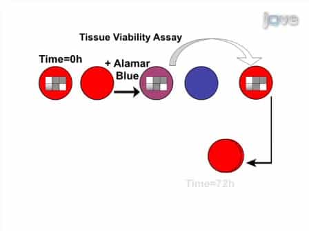 Ex Vivo Infection of Live Tissue with Oncolytic Viruses