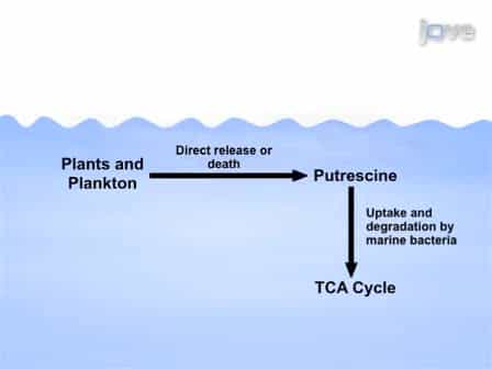 Bromodeoxyuridine BrdU Labeling and Subsequent Fluorescence Activated Cell Sorting for Culture-independent Identification of Dissolved Organic Carbon-degrading Bacterioplankton