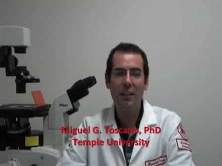 Cecal Ligation Puncture Procedure