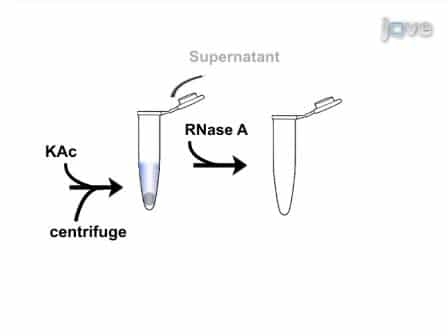 Extraction of High Molecular Weight DNA from Microbial Mats