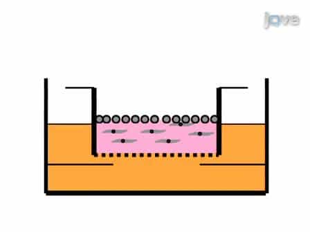 The Three-Dimensional Human Skin Reconstruct Model: a Tool to Study Normal Skin and Melanoma Progression