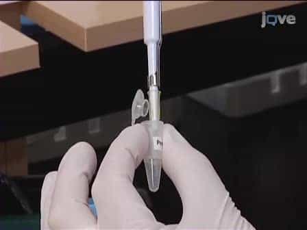 Protein Membrane Overlay Assay: A Protocol to Test Interaction Between Soluble and Insoluble Proteins in vitro