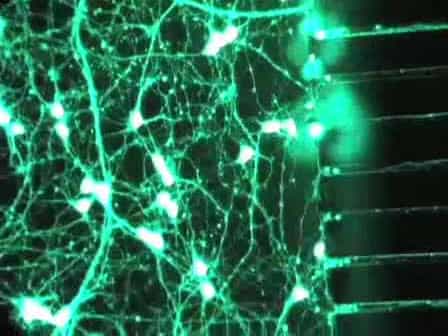 Preparing E18 Cortical Rat Neurons for Compartmentalization in a Microfluidic Device