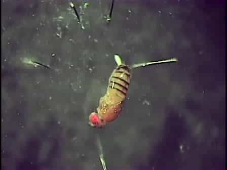 Whole Mount Preparation of the Adult Drosophila Ventral Nerve Cord for Giant Fiber Dye Injection