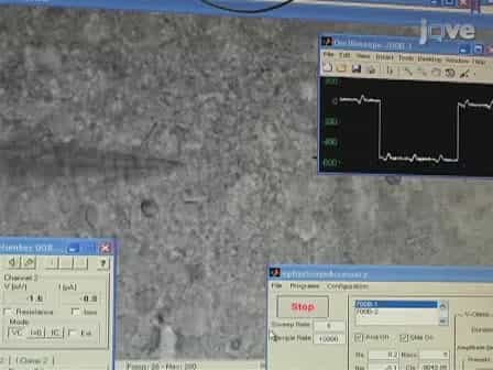 Mapping Inhibitory Neuronal Circuits by Laser Scanning Photostimulation