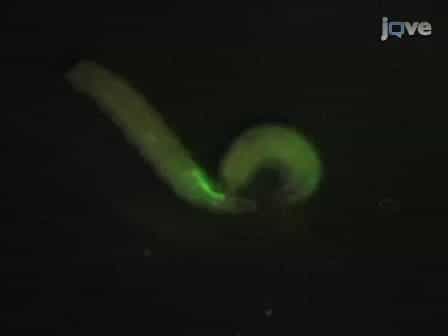 Morphological Analysis of Drosophila Larval Peripheral Sensory Neuron Dendrites and Axons Using Genetic Mosaics