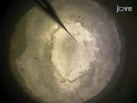 Tracking Morphogenetic Tissue Deformations in the Early Chick Embryo