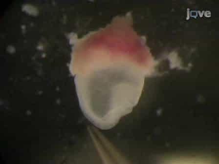 Neural Tube Closure in Mouse Whole Embryo Culture