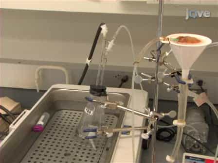 In vivo Liver Endocytosis Followed by Purification of Liver Cells by Liver Perfusion