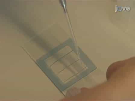 Live Cell Imaging of Bacillus subtilis and Streptococcus pneumoniae using Automated Time-lapse Microscopy