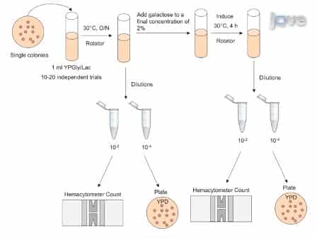 Quantitation and Analysis of the Formation of HO-Endonuclease Stimulated Chromosomal Translocations by Single-Strand Annealing in Saccharomyces cerevisiae