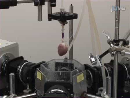 Multiparametric Optical Mapping of the Langendorff-perfused Rabbit Heart