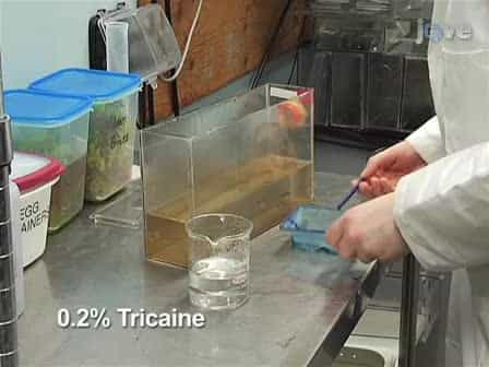 Heart Dissection in Larval, Juvenile and Adult Zebrafish, Danio rerio