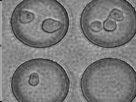 Patterning of Embryonic Stem Cells Using the Bio Flip Chip