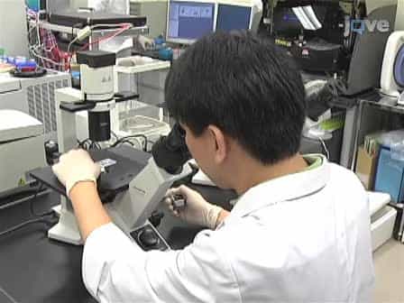 Expansion of Human Peripheral Blood γδ T Cells using Zoledronate