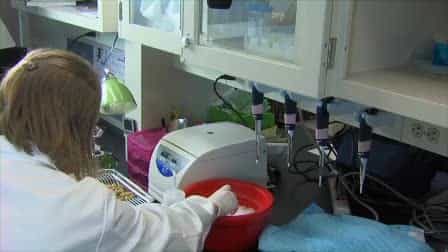 Isolation of Primary Mouse Trophoblast Cells and Trophoblast Invasion Assay