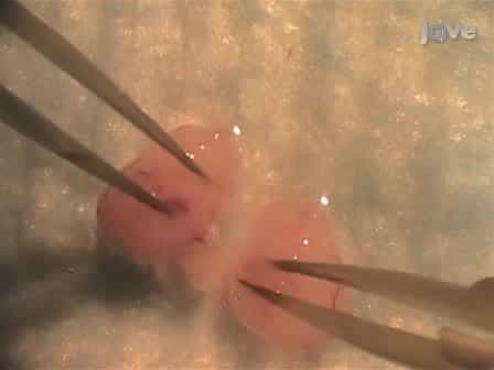 Bilaminar Co-culture of Primary Rat Cortical Neurons and Glia