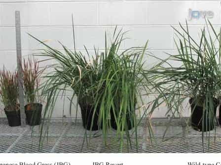 A PCR-based Genotyping Method to Distinguish Between Wild-type and Ornamental Varieties of Imperata cylindrica