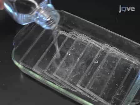 Ice-Cap: A Method for Growing Arabidopsis and Tomato Plants in 96-well Plates for High-Throughput Genotyping